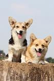 CORGI PEMBROKE 283